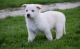White Shepherd Puppies for sale in San Diego, CA, USA. price: NA