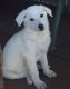 White Shepherd Puppies for sale in West Lafayette, IN, USA. price: NA