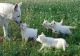White Shepherd Puppies for sale in Florida Blvd, Baton Rouge, LA, USA. price: $400