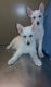 White Shepherd Puppies for sale in Bowling Green, KY, USA. price: NA