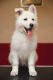 White Shepherd Puppies for sale in San Bernardino County, CA, USA. price: $650