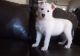 White Shepherd Puppies for sale in Decatur, AL, USA. price: NA