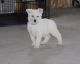 White Shepherd Puppies for sale in Indianapolis, IN, USA. price: NA