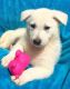 White Shepherd Puppies for sale in Fargo, ND, USA. price: NA