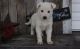 White Shepherd Puppies for sale in Hyattville, WY 82428, USA. price: NA