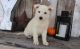 White Shepherd Puppies for sale in Michigan City, MS 38647, USA. price: NA
