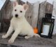 White Shepherd Puppies for sale in Duncanville, TX, USA. price: NA
