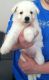 White Shepherd Puppies for sale in Louisville, KY 40210, USA. price: NA