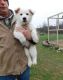 White Shepherd Puppies for sale in Harpersville, AL, USA. price: NA