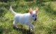 White Shepherd Puppies for sale in New York, NY, USA. price: NA