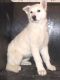 White Shepherd Puppies for sale in Morgan City, MS, USA. price: NA