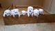 White Shepherd Puppies for sale in Chicago, IL, USA. price: NA