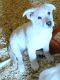 White Shepherd Puppies for sale in Bossier City, LA, USA. price: $650