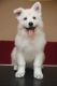 White Shepherd Puppies for sale in Downey, CA 90241, USA. price: $650