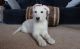 White Shepherd Puppies for sale in Bend, OR, USA. price: NA