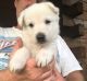 White Shepherd Puppies for sale in Flatgap, KY 41219, USA. price: $800
