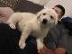 White Shepherd Puppies for sale in Banning, CA, USA. price: $350