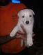 White Shepherd Puppies for sale in St. Louis, MO, USA. price: NA