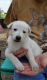 White Shepherd Puppies for sale in Louisville, KY, USA. price: NA