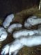 White Shepherd Puppies for sale in Brant, MI 48614, USA. price: NA