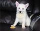 White Shepherd Puppies for sale in Anaheim, CA, USA. price: $650