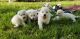 White Shepherd Puppies for sale in Kearney, MO 64060, USA. price: NA