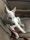White Shepherd Puppies for sale in Victorville, CA, USA. price: $80