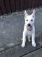 White Shepherd Puppies for sale in San Mateo, CA, USA. price: $2,000