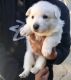White Shepherd Puppies for sale in West Covina, CA, USA. price: NA