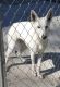 White Shepherd Puppies for sale in Conway, SC, USA. price: NA