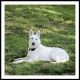 White Shepherd Puppies for sale in Upper Marlboro, MD 20772, USA. price: NA