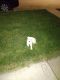 White Shepherd Puppies for sale in Chicago, IL, USA. price: $650