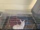 White-sided Jackrabbit Rabbits for sale in Lakeland, FL, USA. price: NA