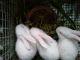 White-sided Jackrabbit Rabbits for sale in Changanassery, Kerala, India. price: 650 INR