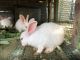 White-sided Jackrabbit Rabbits