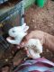 White-sided Jackrabbit Rabbits