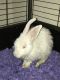 White-tailed Jackrabbit Rabbits for sale in Sparks, NV, USA. price: NA