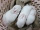 White-tailed Jackrabbit Rabbits