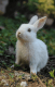 White-tailed Jackrabbit Rabbits