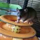White-tailed Rat Rodents for sale in Portage, MI 49024, USA. price: NA