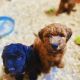 Whoodles Puppies for sale in Cortland, NY 13045, USA. price: $2,500