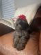 Whoodles Puppies for sale in Chino Hills, CA, USA. price: $3,000