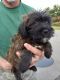 Whoodles Puppies for sale in Oshkosh, WI, USA. price: NA