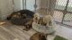 Whoodles Puppies for sale in Tucson, AZ, USA. price: NA