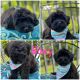 Whoodles Puppies for sale in Rising Sun, IN 47040, USA. price: $1,250