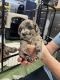 Whoodles Puppies for sale in Platte City, MO 64079, USA. price: NA