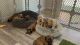 Whoodles Puppies for sale in St. George, UT, USA. price: NA