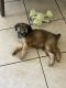 Whoodles Puppies for sale in Rancho Cucamonga, CA, USA. price: $400