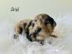 Whoodles Puppies for sale in Hudsonville, MI 49426, USA. price: NA