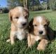 Whoodles Puppies